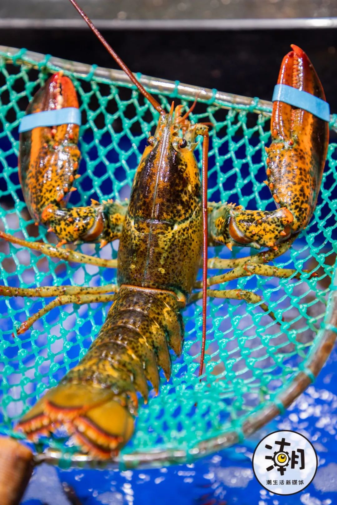 2020成都年貨大集 不出蓉城，嘗遍全球海鮮年味